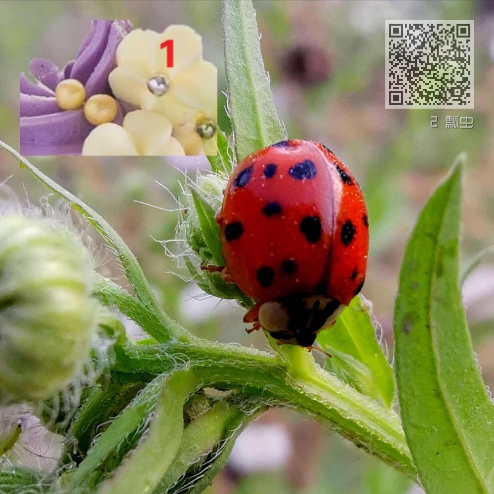 2 瓢虫 2 瓢虫