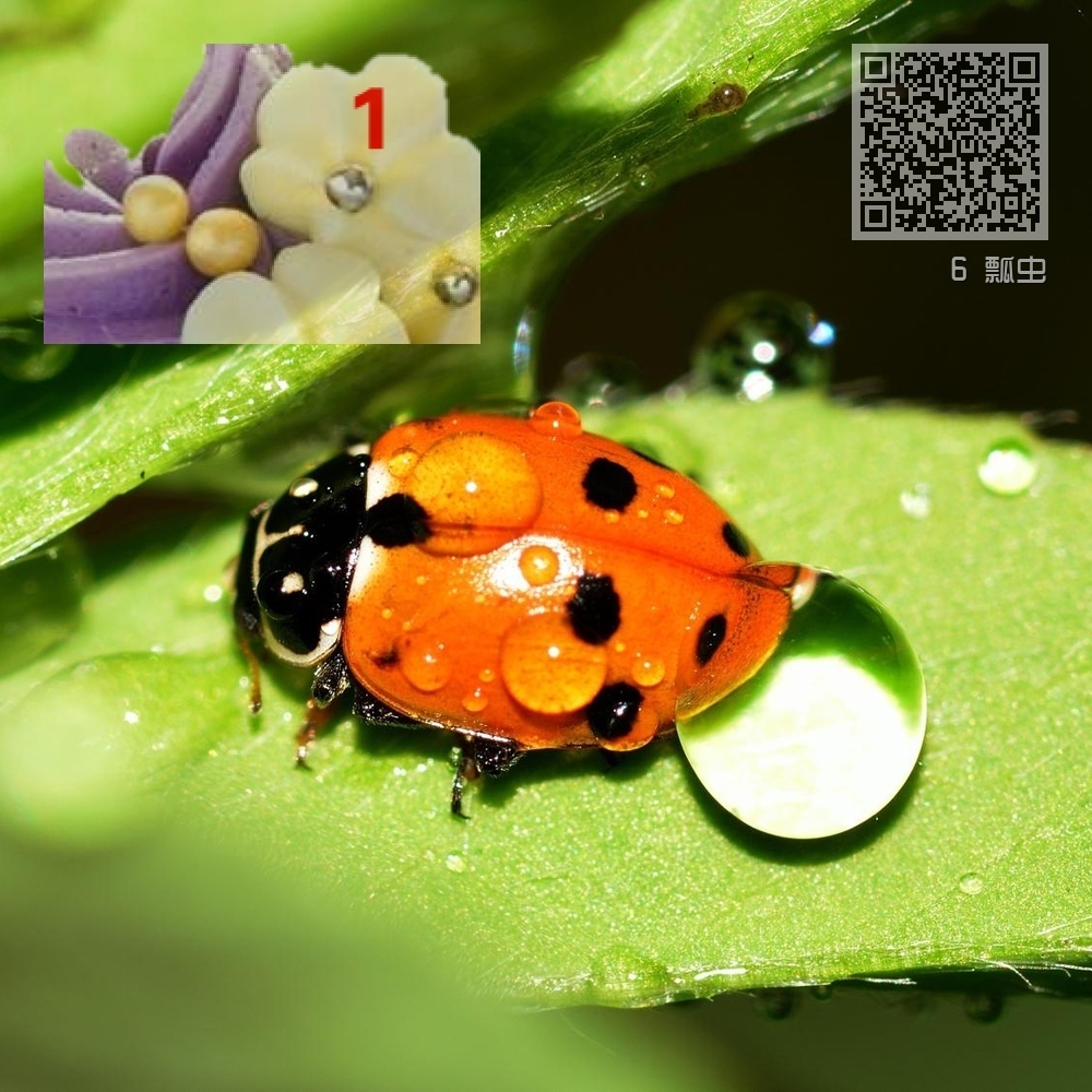 6 瓢虫 6 瓢虫