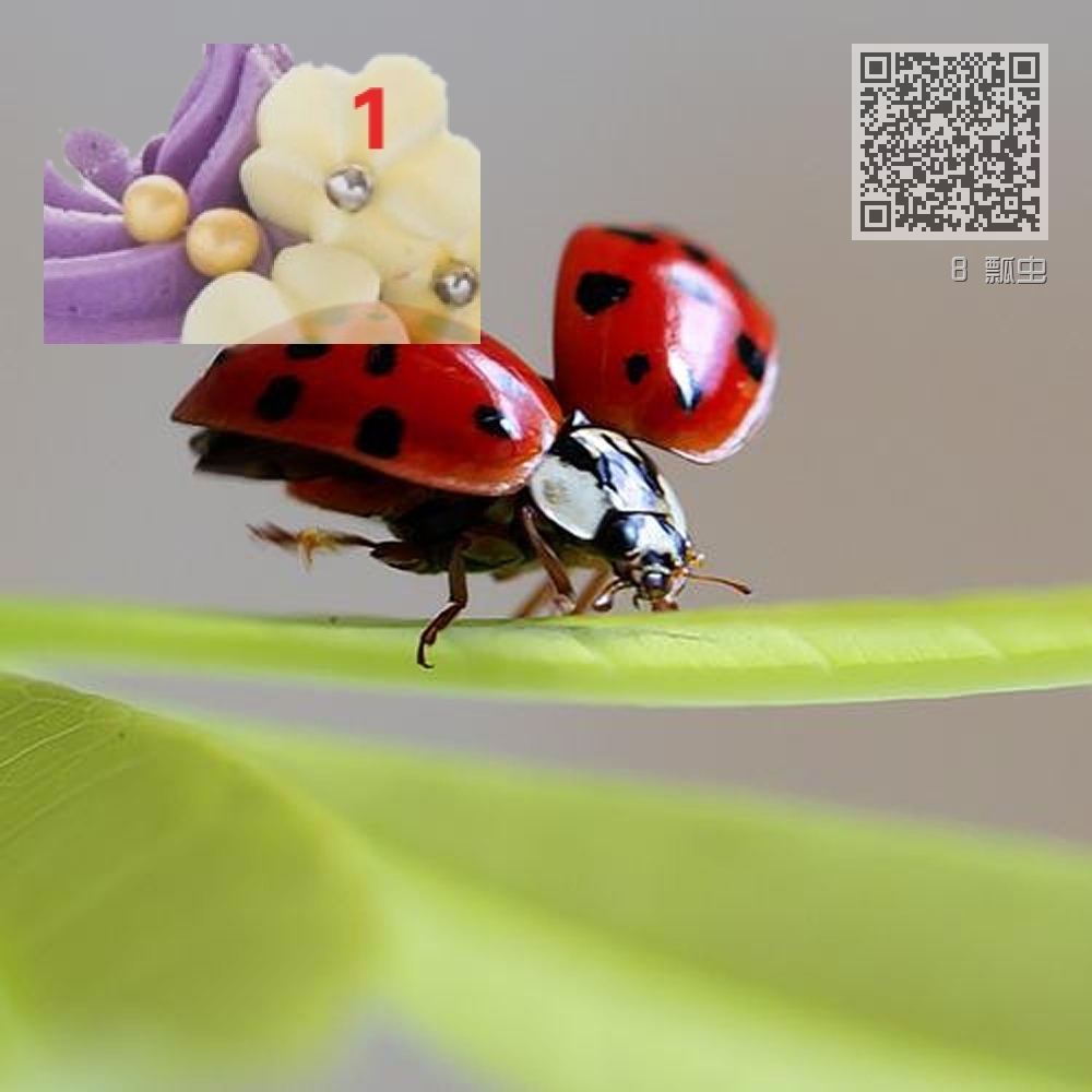 8 瓢虫 8 瓢虫