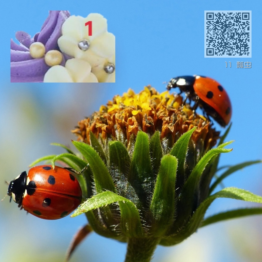 11 瓢虫 11 瓢虫