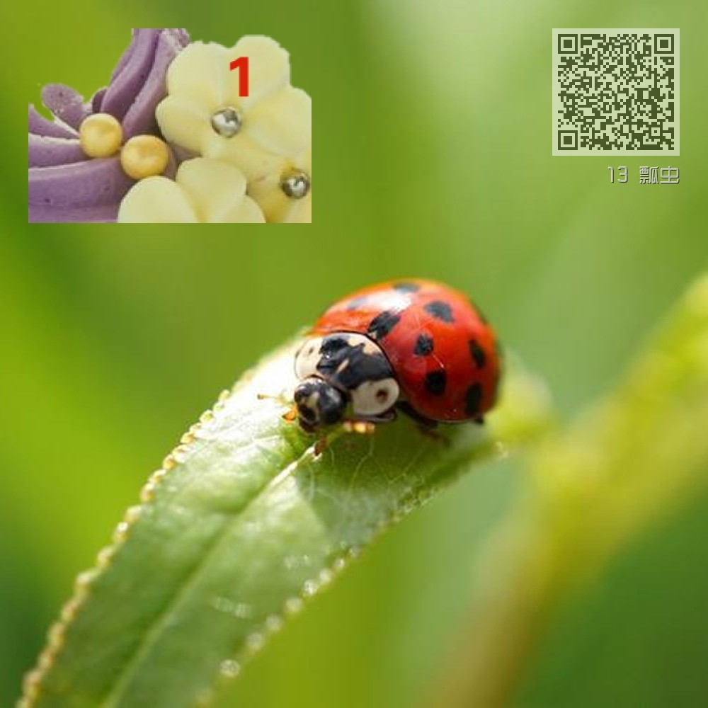 13 瓢虫 13 瓢虫