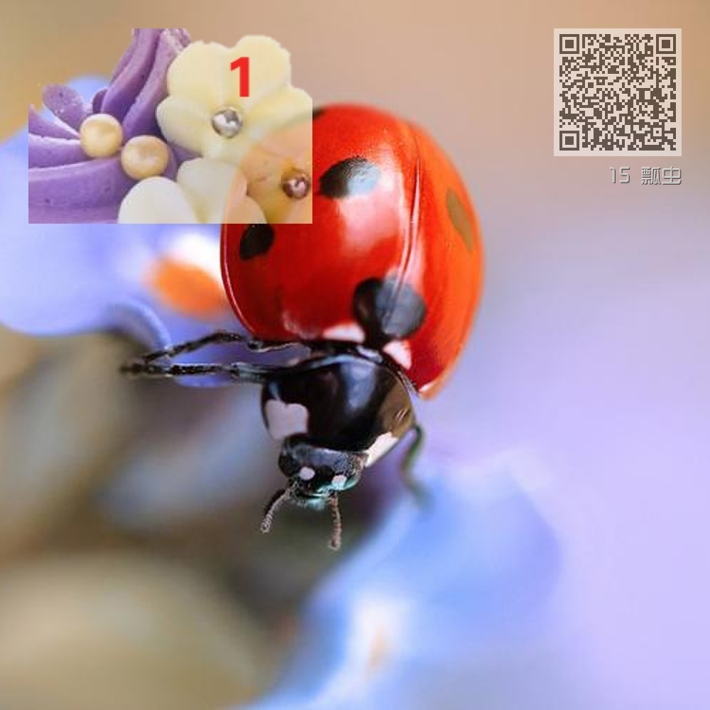 15 瓢虫 15 瓢虫