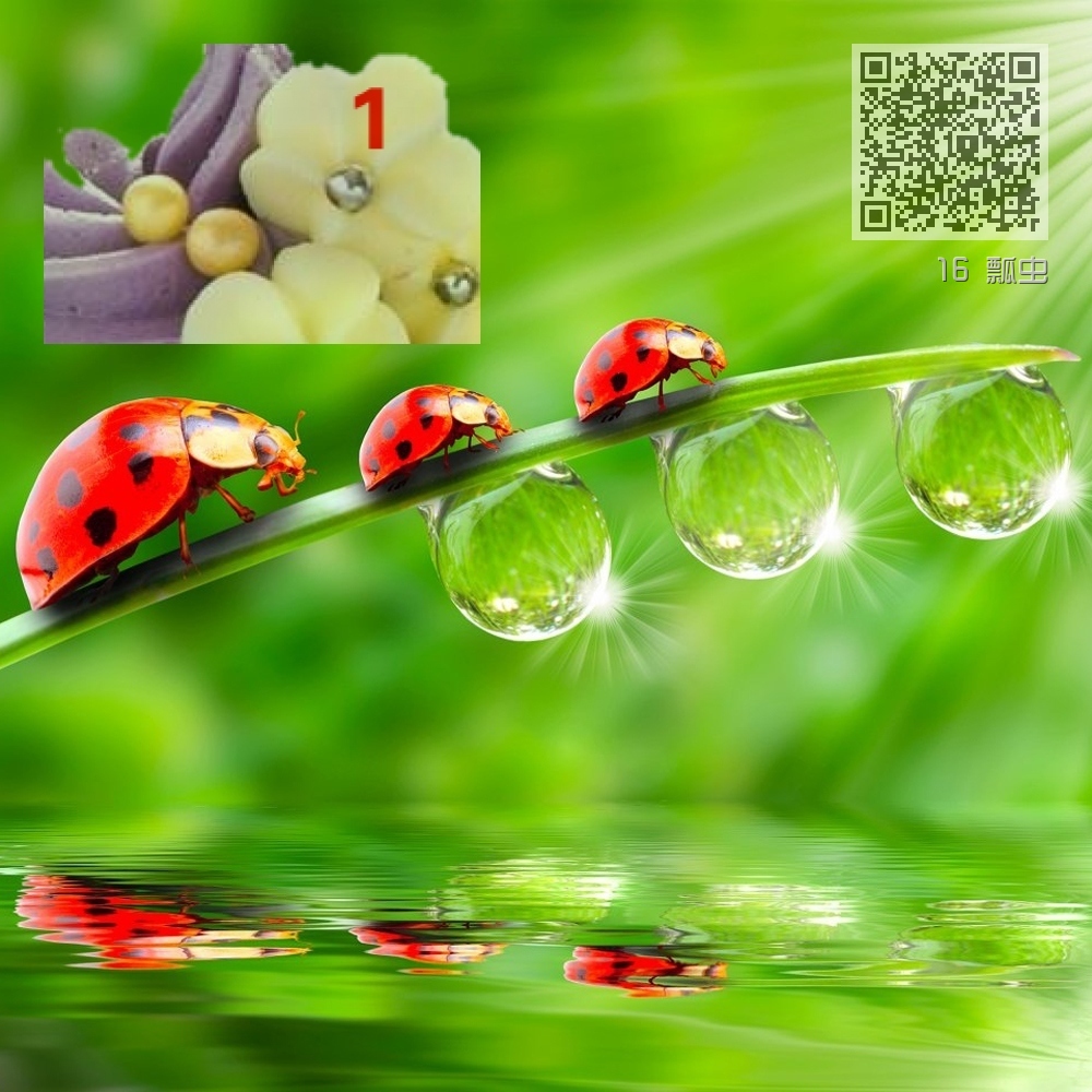 16 瓢虫 16 瓢虫