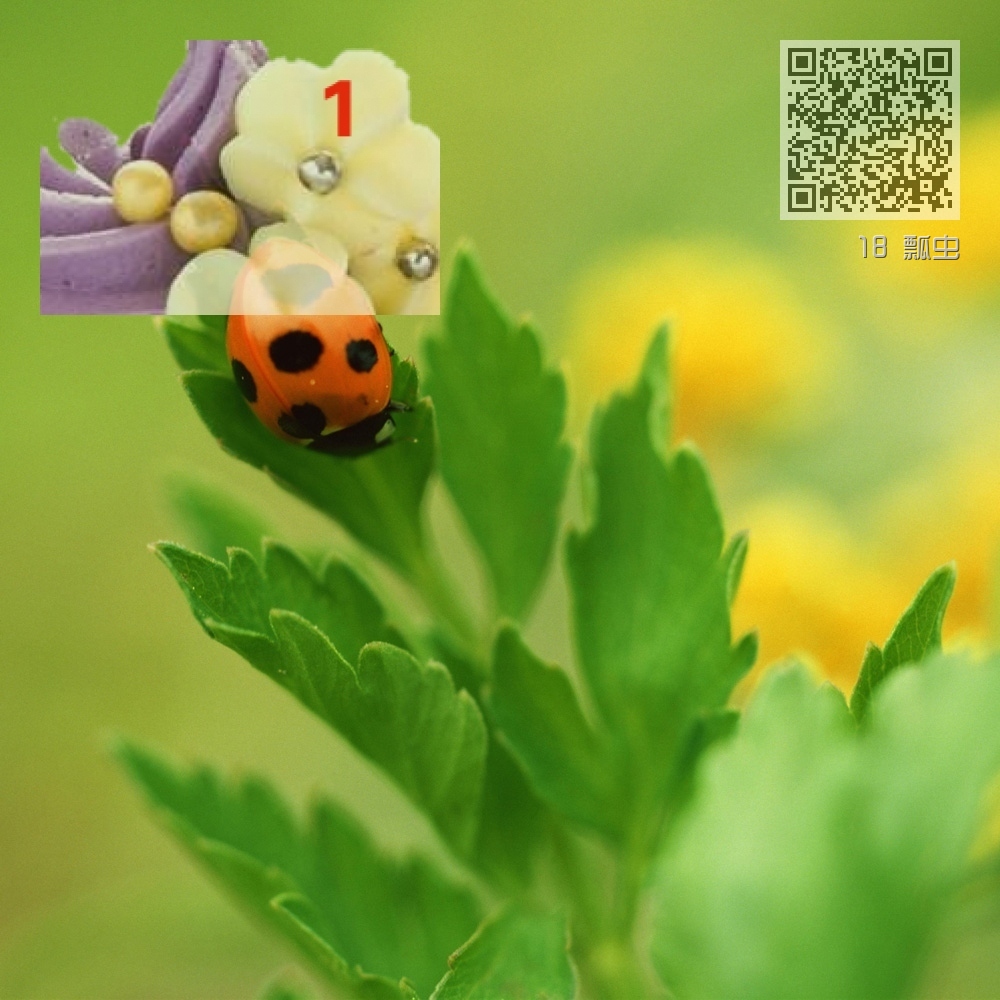 18 瓢虫 18 瓢虫