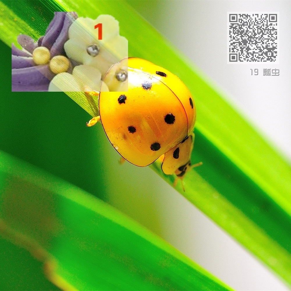 19 瓢虫 19 瓢虫