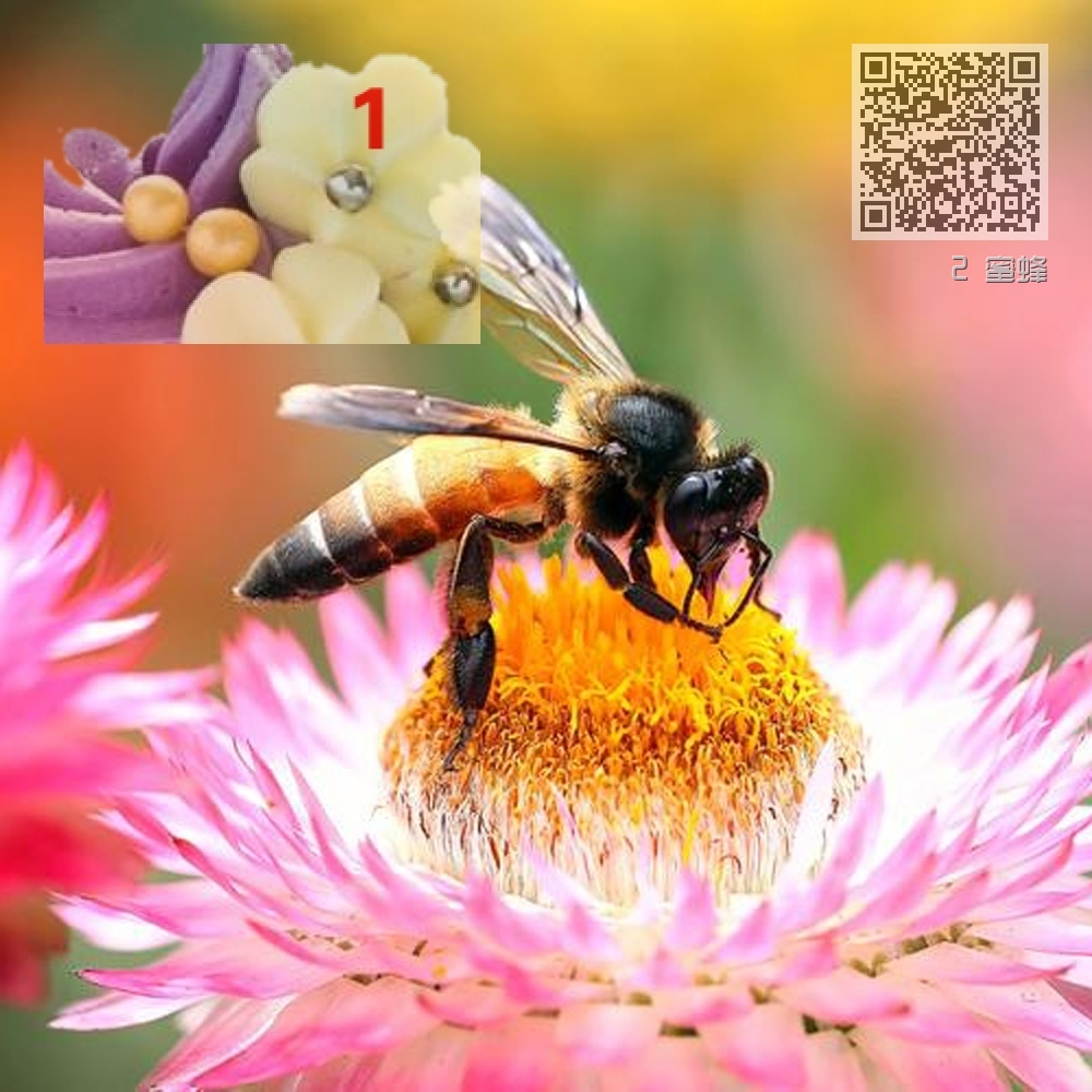 2 蜜蜂 2 蜜蜂