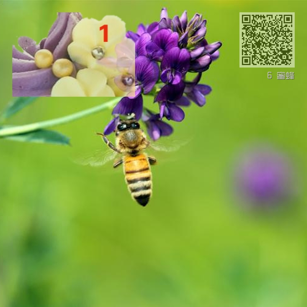 6 蜜蜂 6 蜜蜂