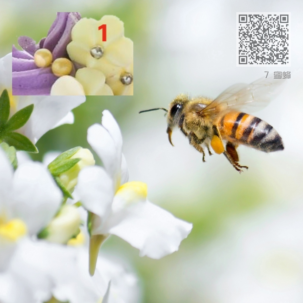 7 蜜蜂 7 蜜蜂