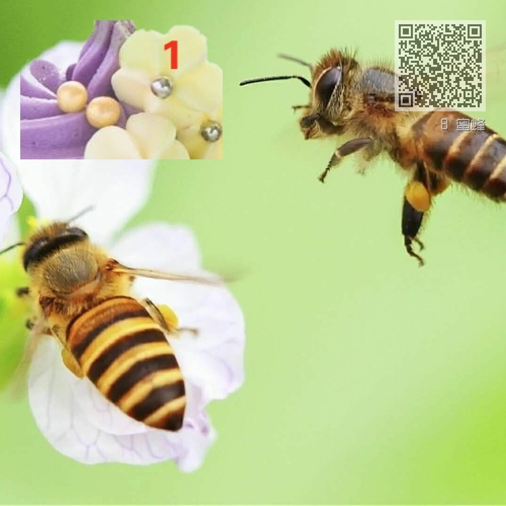 8 蜜蜂 8 蜜蜂