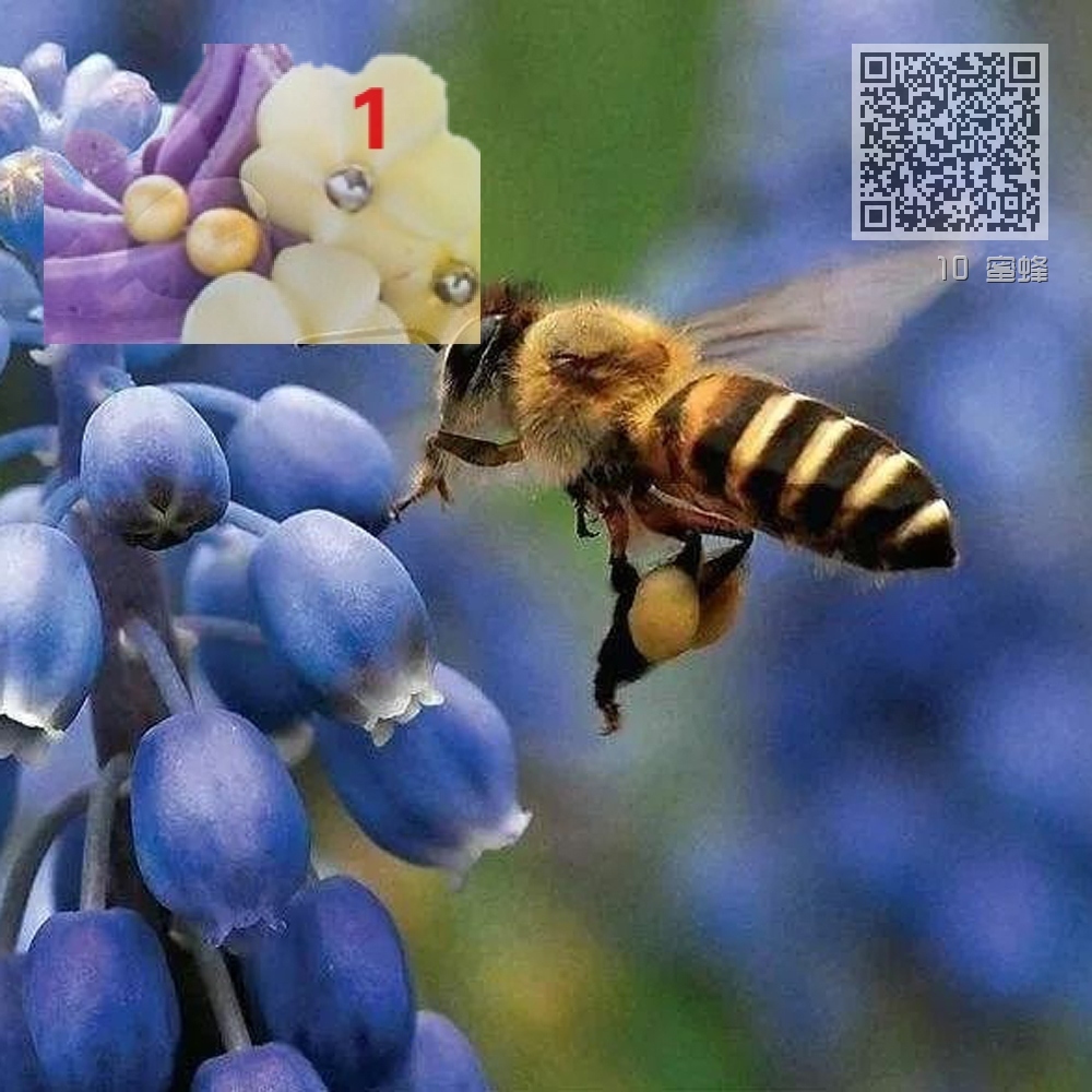 10 蜜蜂 10 蜜蜂