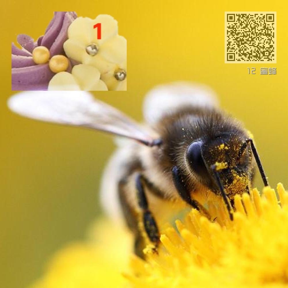 12 蜜蜂 12 蜜蜂