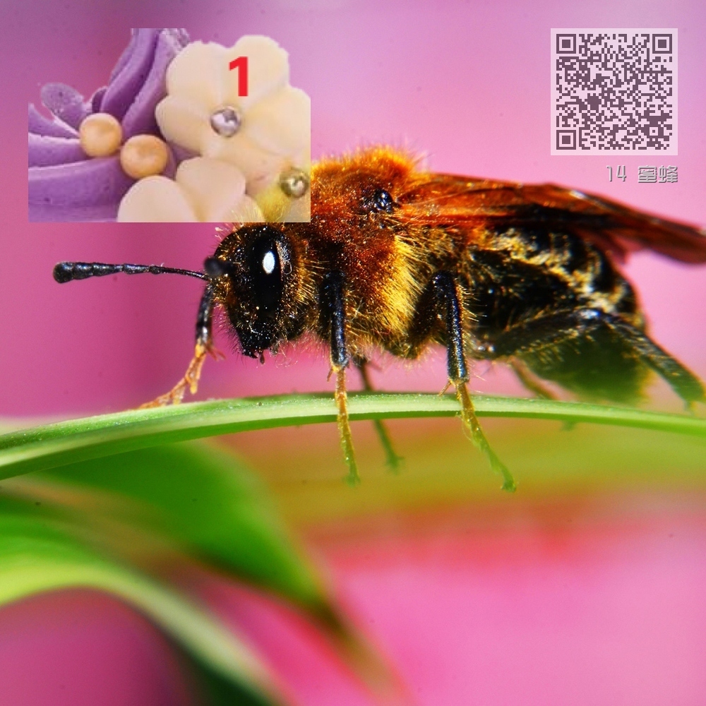 14 蜜蜂 14 蜜蜂