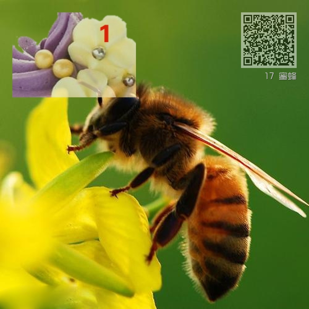 17 蜜蜂 17 蜜蜂