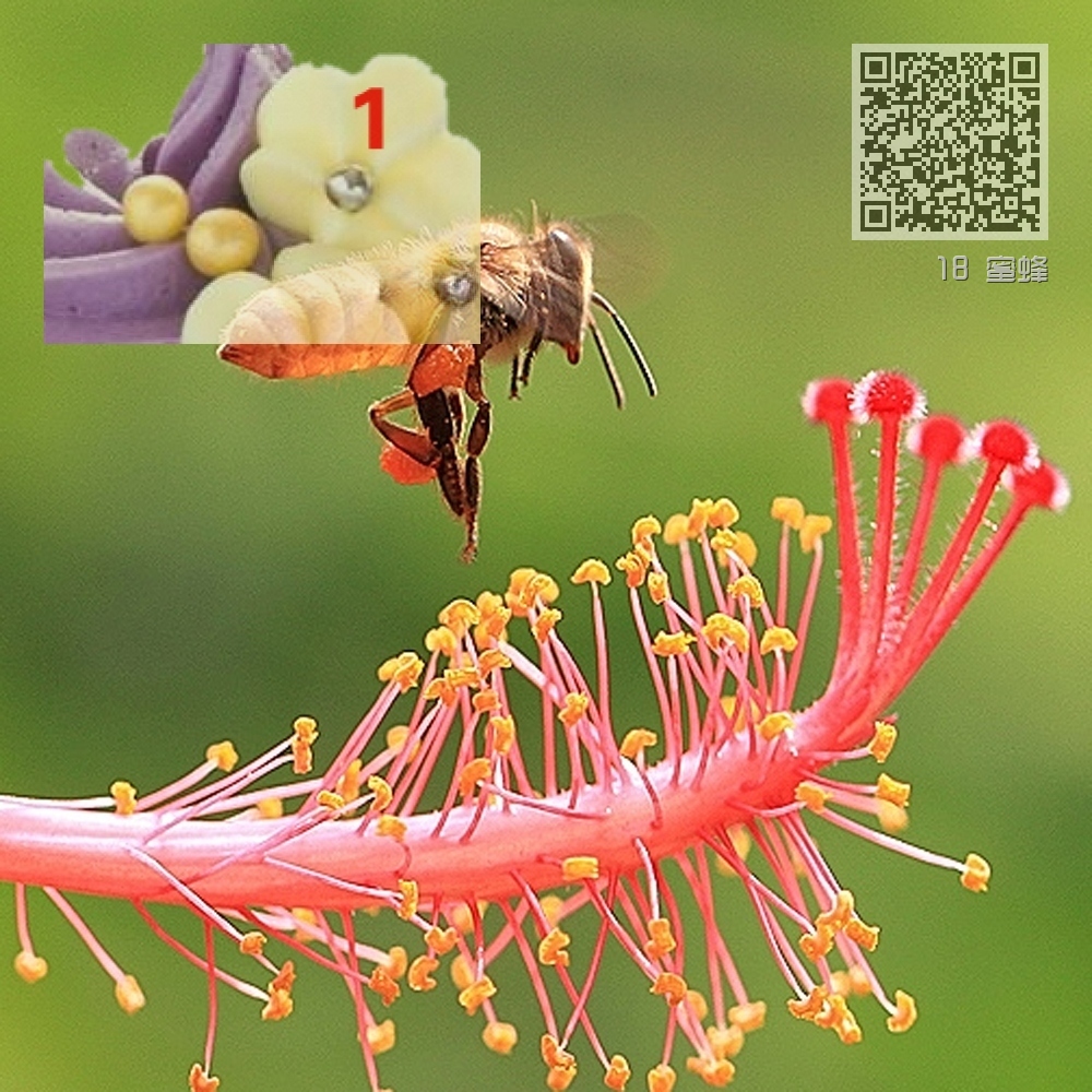 18 蜜蜂 18 蜜蜂