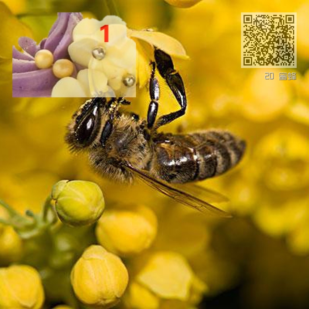20 蜜蜂 20 蜜蜂