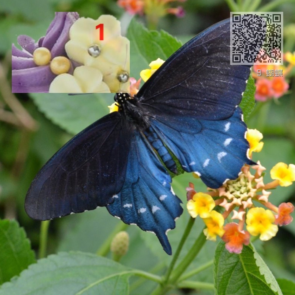 9 蝴蝶 9 蝴蝶
