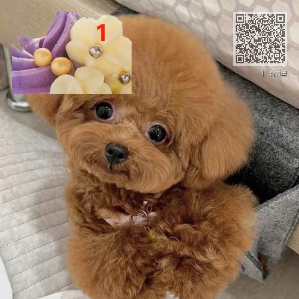 1 泰迪 1 泰迪