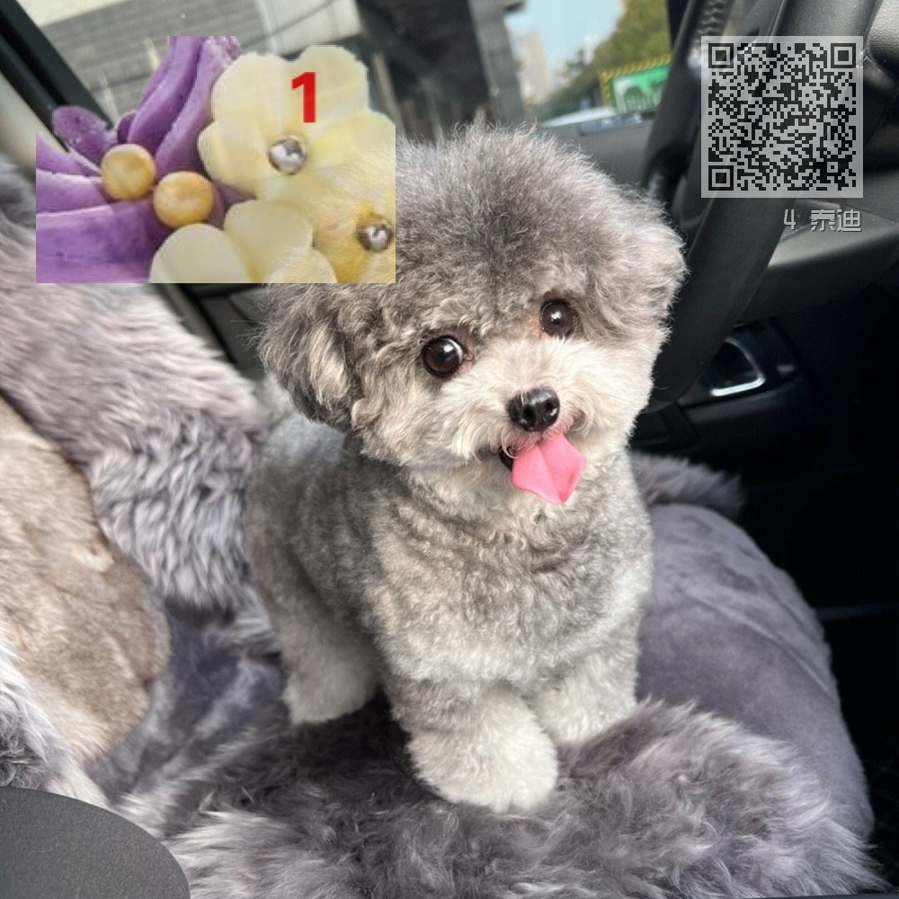 4 泰迪 4 泰迪