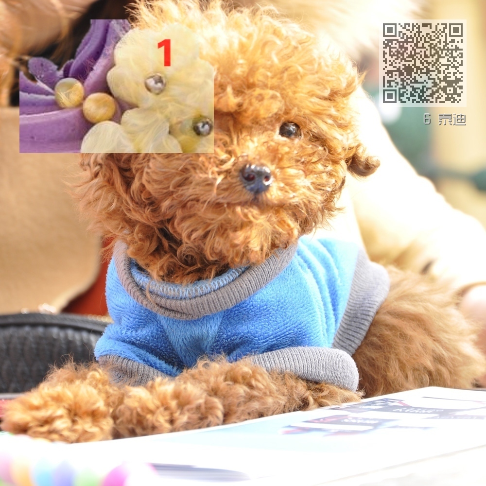 6 泰迪 6 泰迪