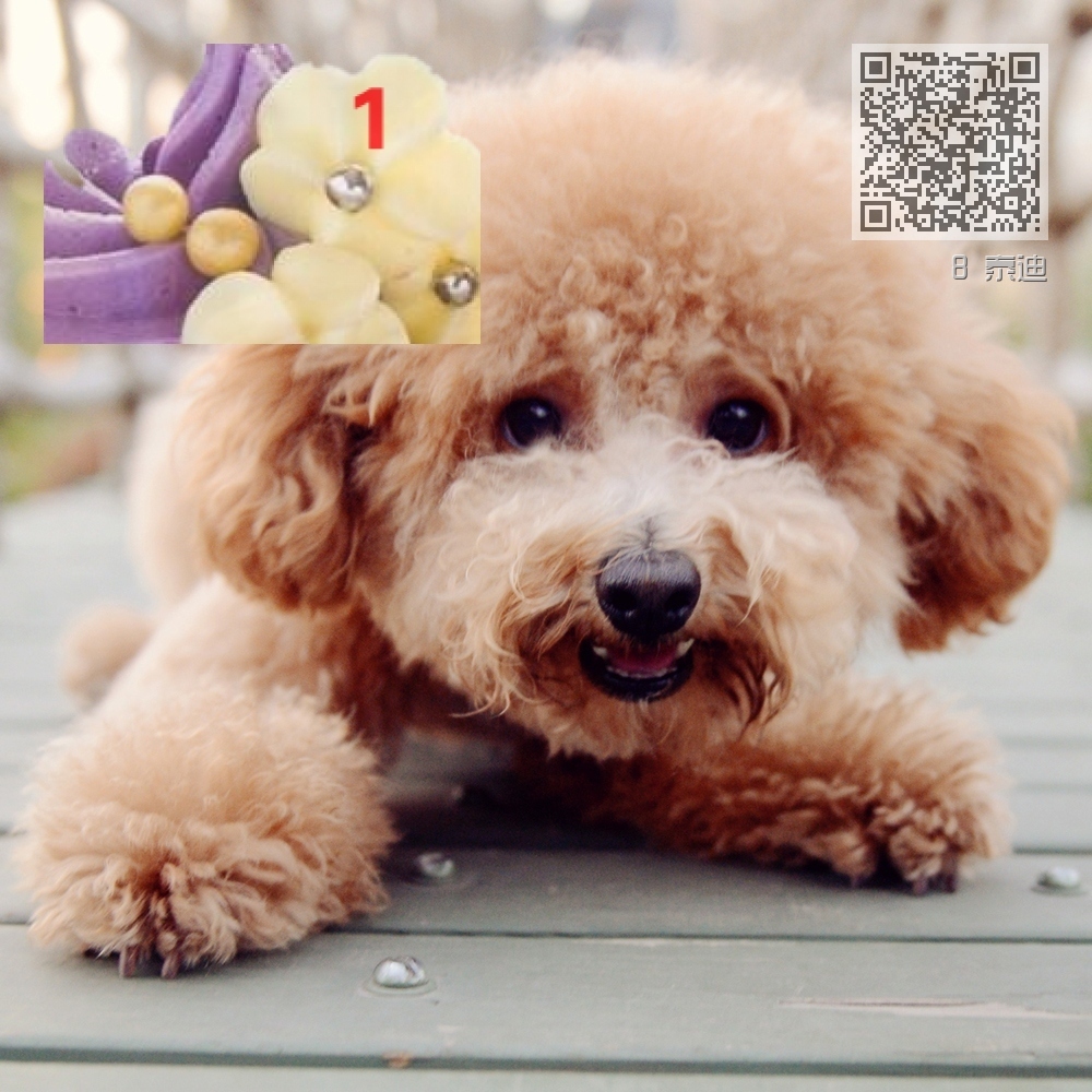 8 泰迪 8 泰迪
