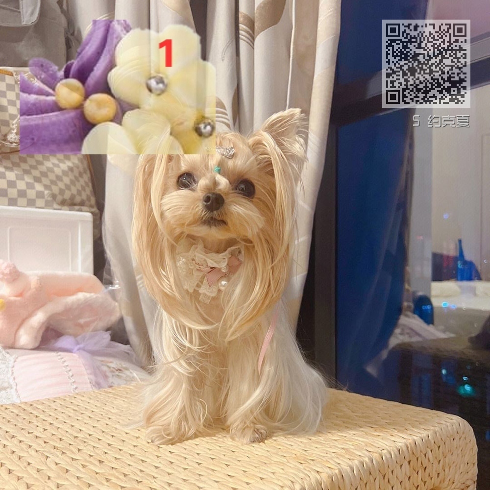 5 约克夏 5 约克夏