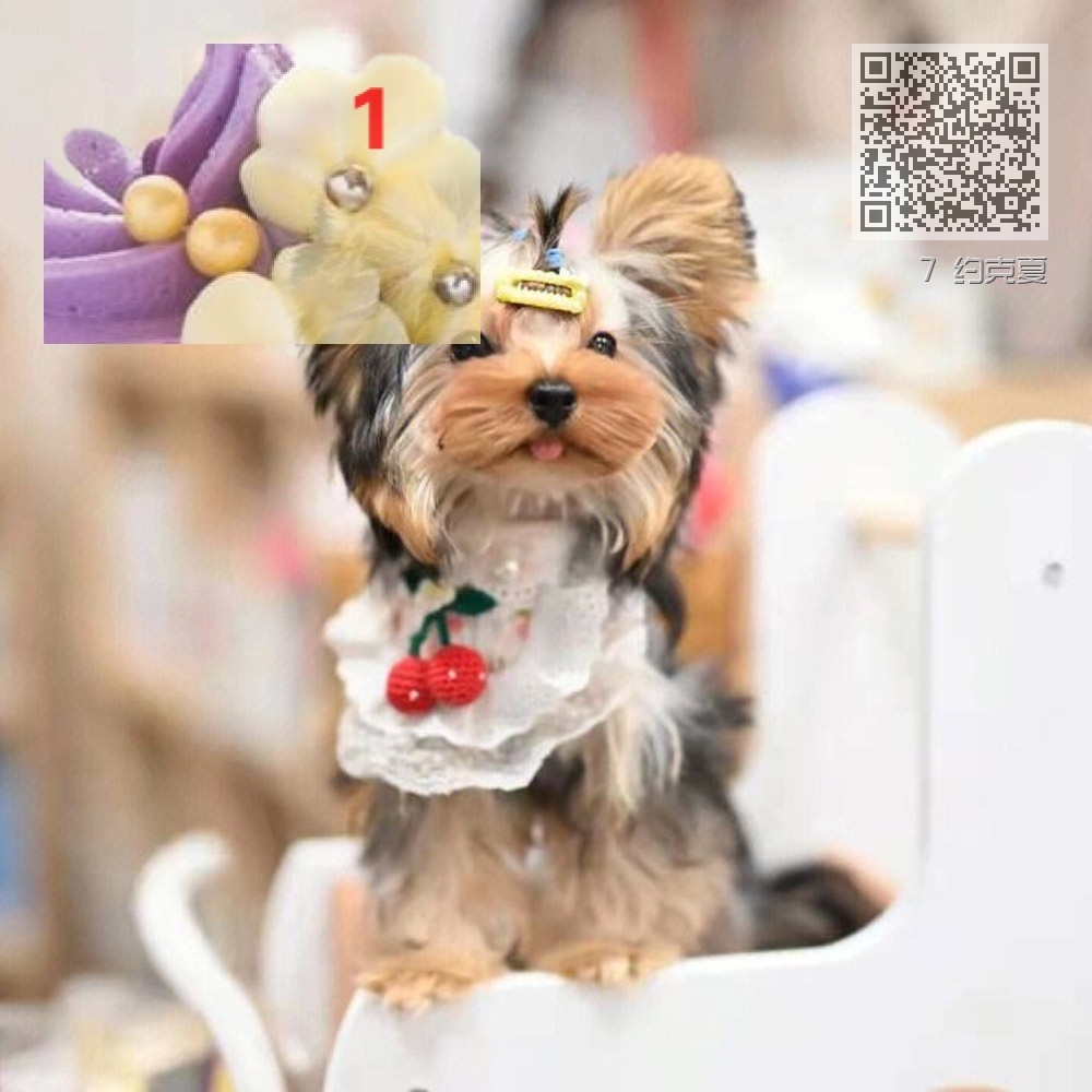 7 约克夏 7 约克夏