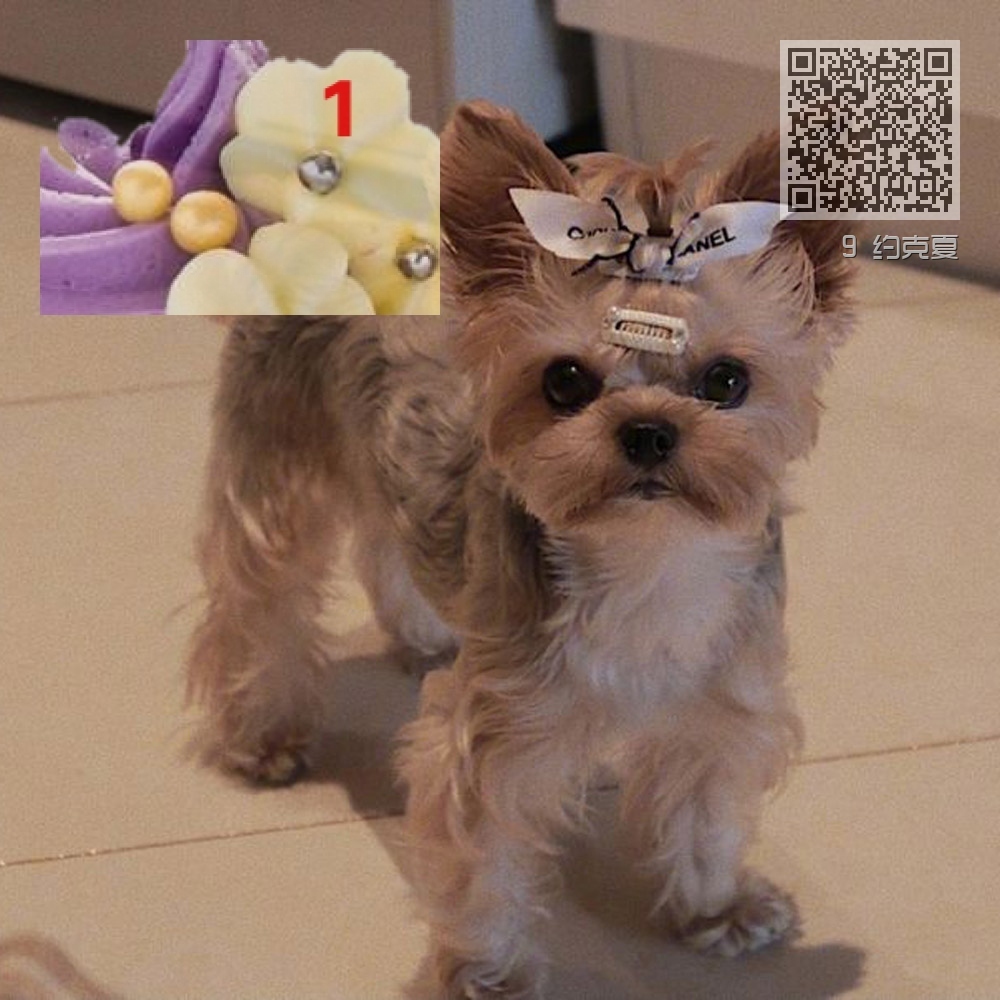 9 约克夏 9 约克夏
