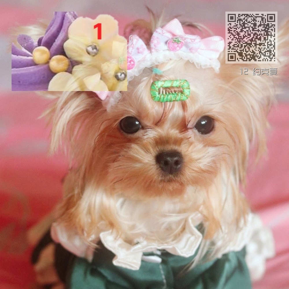 12 约克夏 12 约克夏