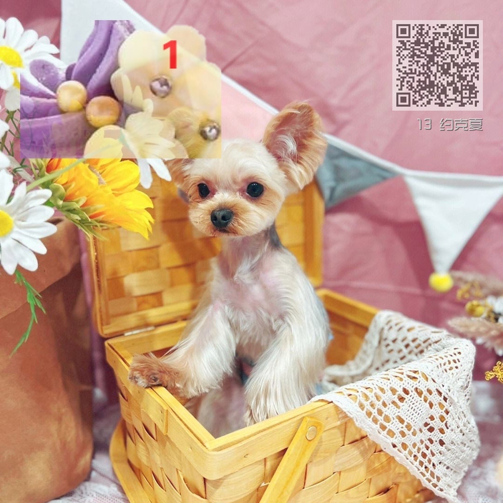 13 约克夏 13 约克夏