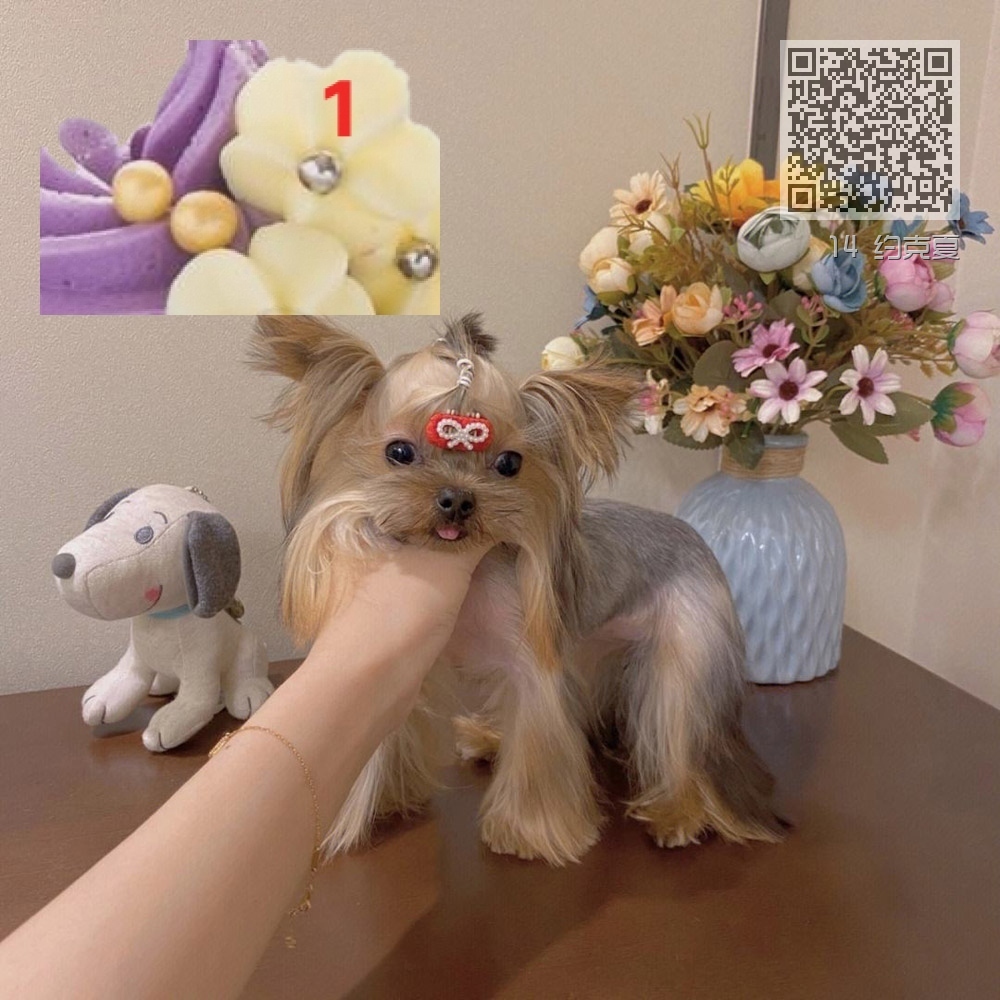 14 约克夏 14 约克夏