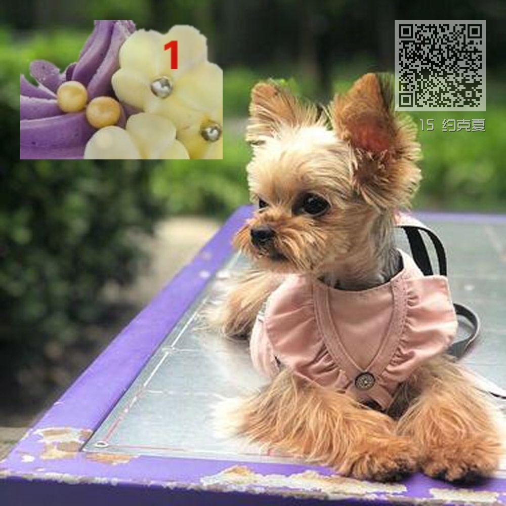 15 约克夏 15 约克夏