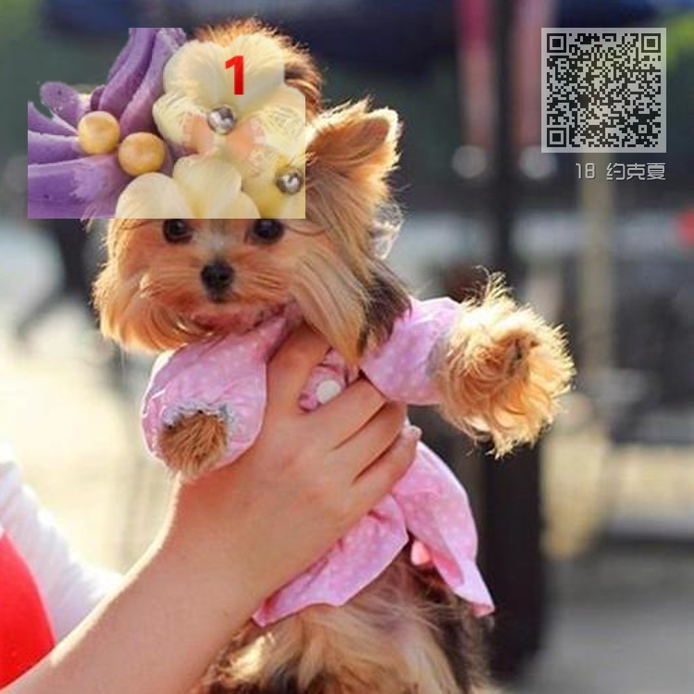 18 约克夏 18 约克夏