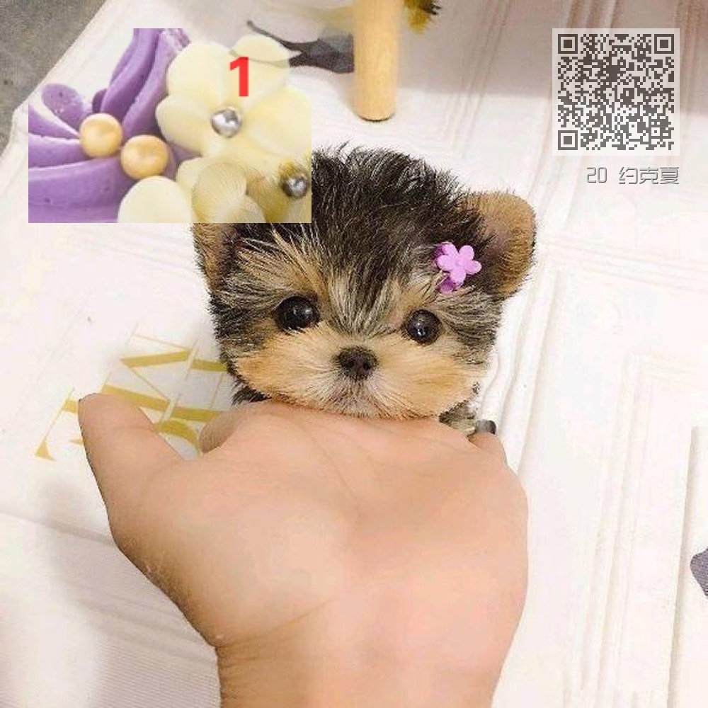 20 约克夏 20 约克夏