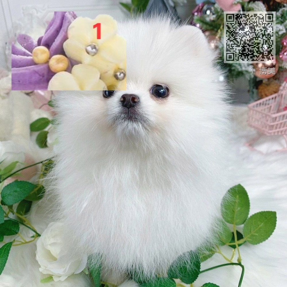 1 博美 1 博美