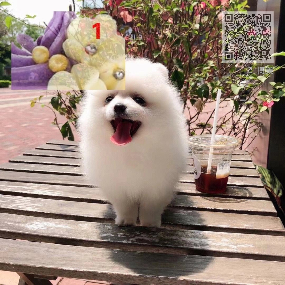 2 博美 2 博美