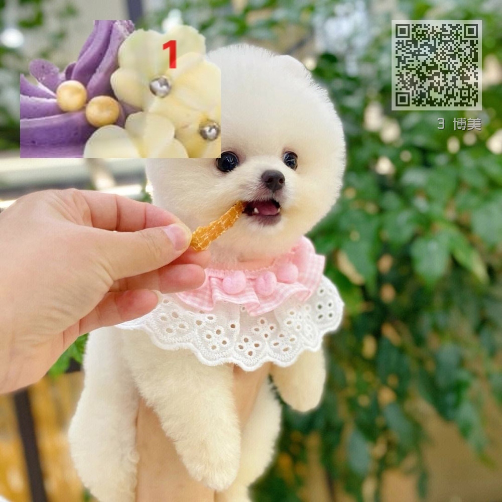 3 博美 3 博美