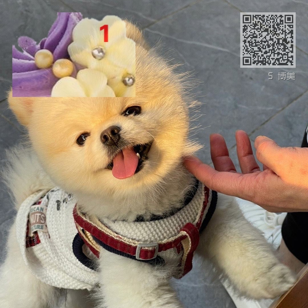 5 博美 5 博美