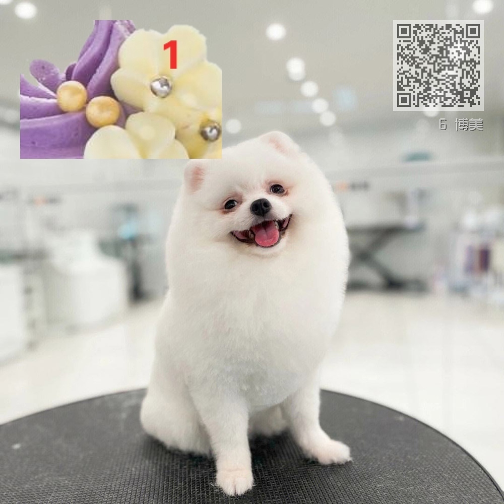 6 博美 6 博美
