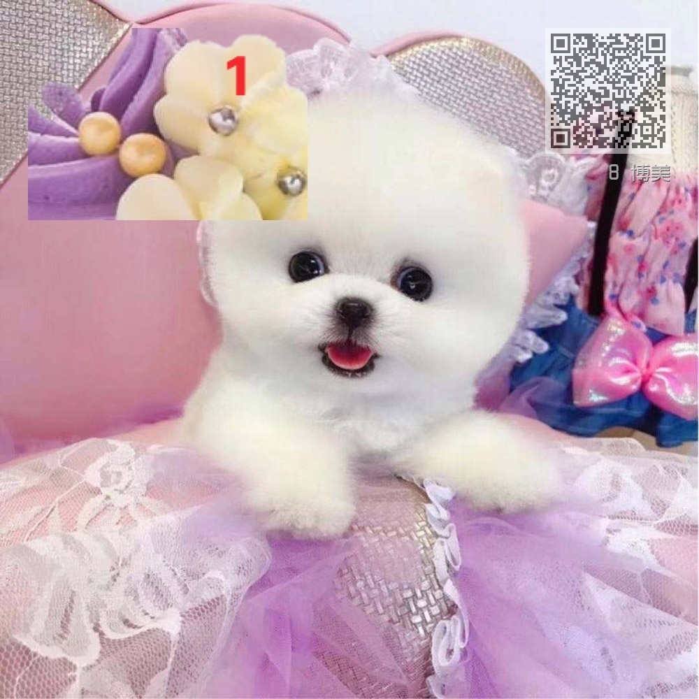 8 博美 8 博美