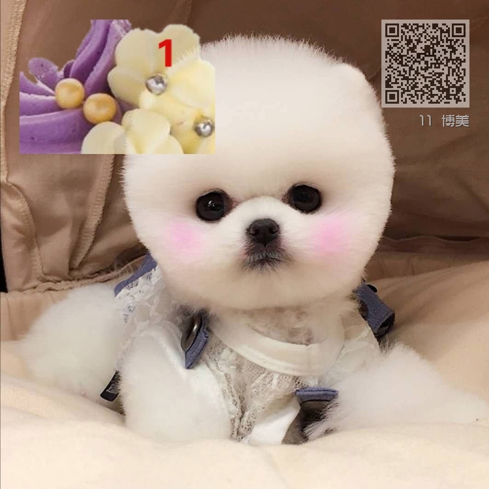 11 博美 11 博美