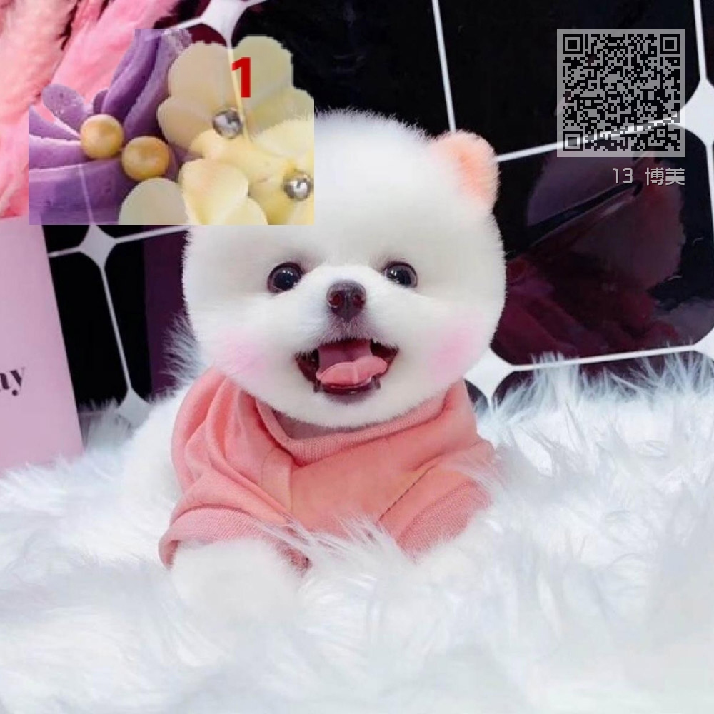 13 博美 13 博美