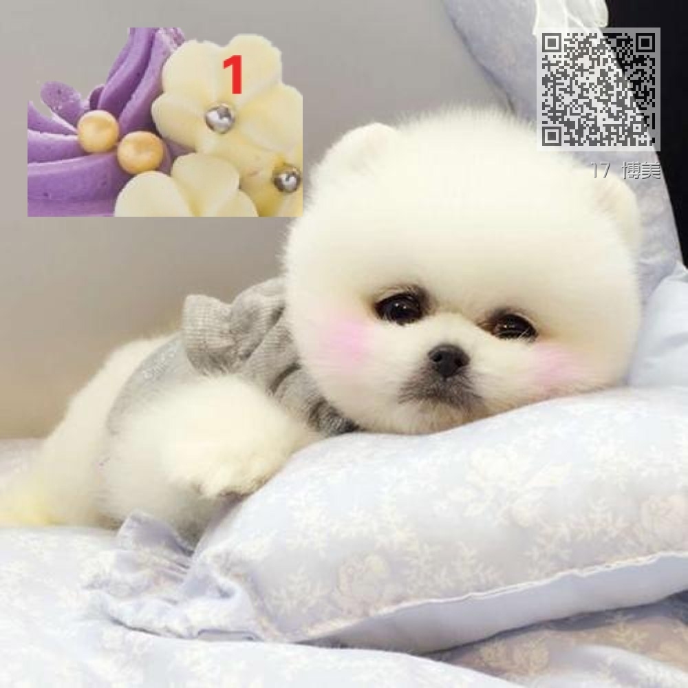 17 博美 17 博美