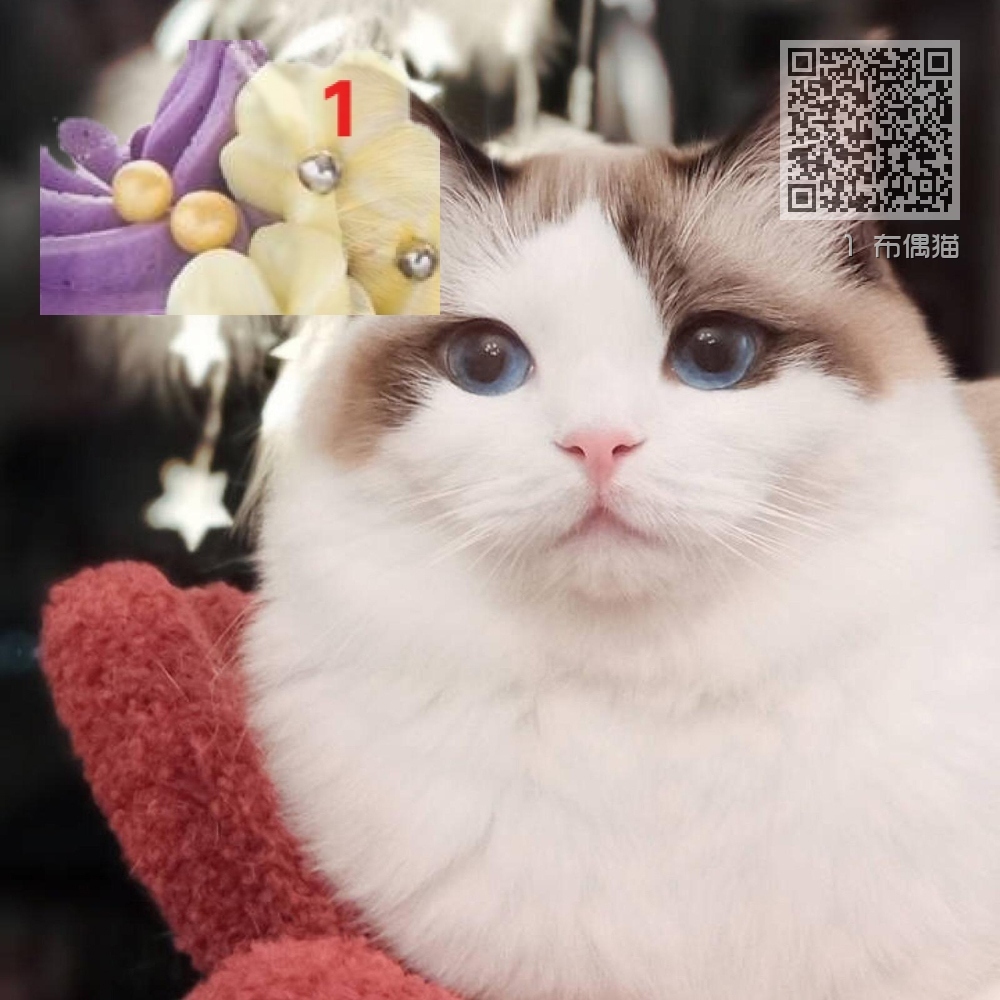 1 布偶猫