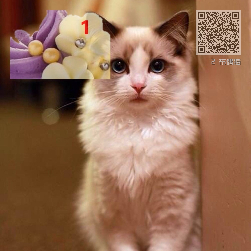 2 布偶猫