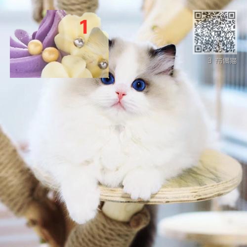 3 布偶猫 3 布偶猫