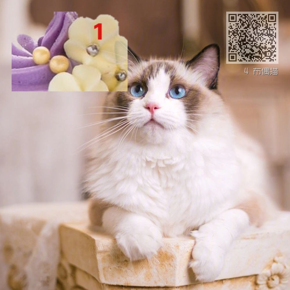 4 布偶猫 4 布偶猫