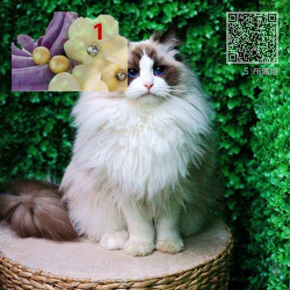 5 布偶猫 5 布偶猫