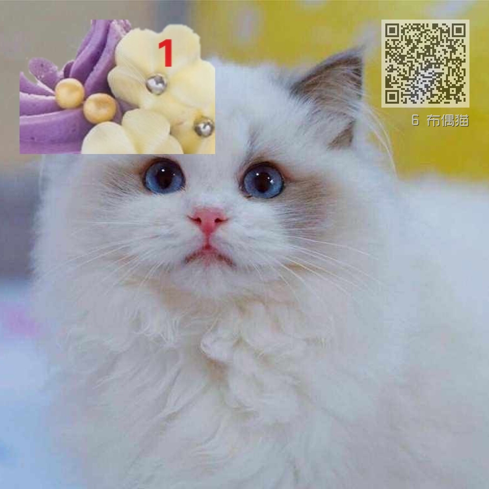 6 布偶猫 6 布偶猫