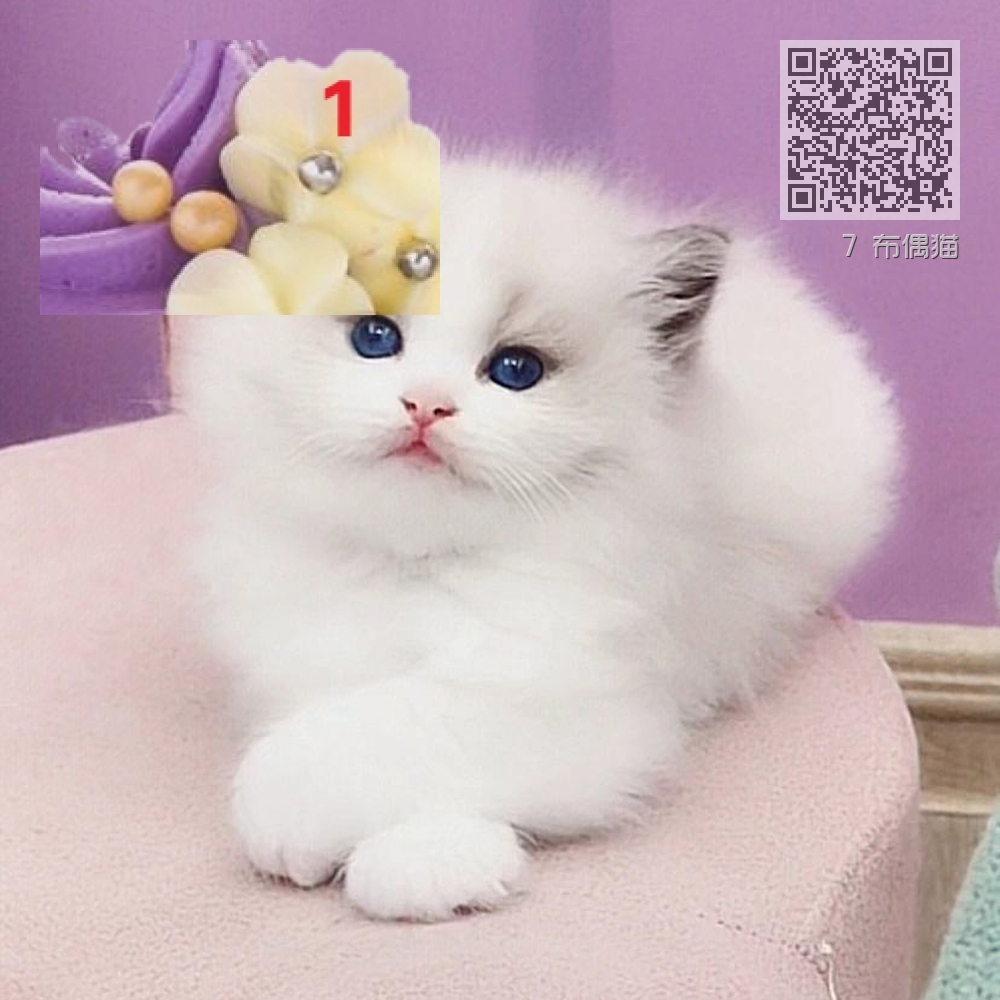 7 布偶猫 7 布偶猫
