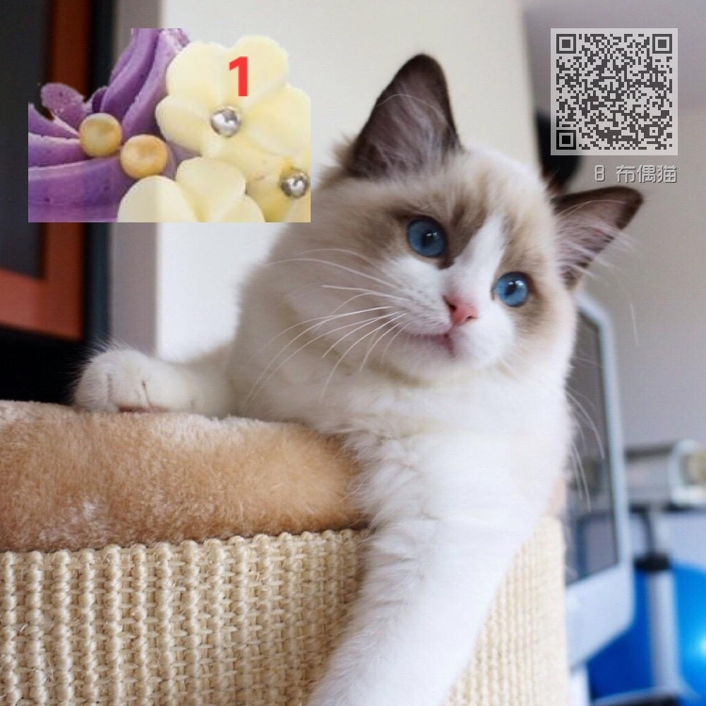 8 布偶猫 8 布偶猫